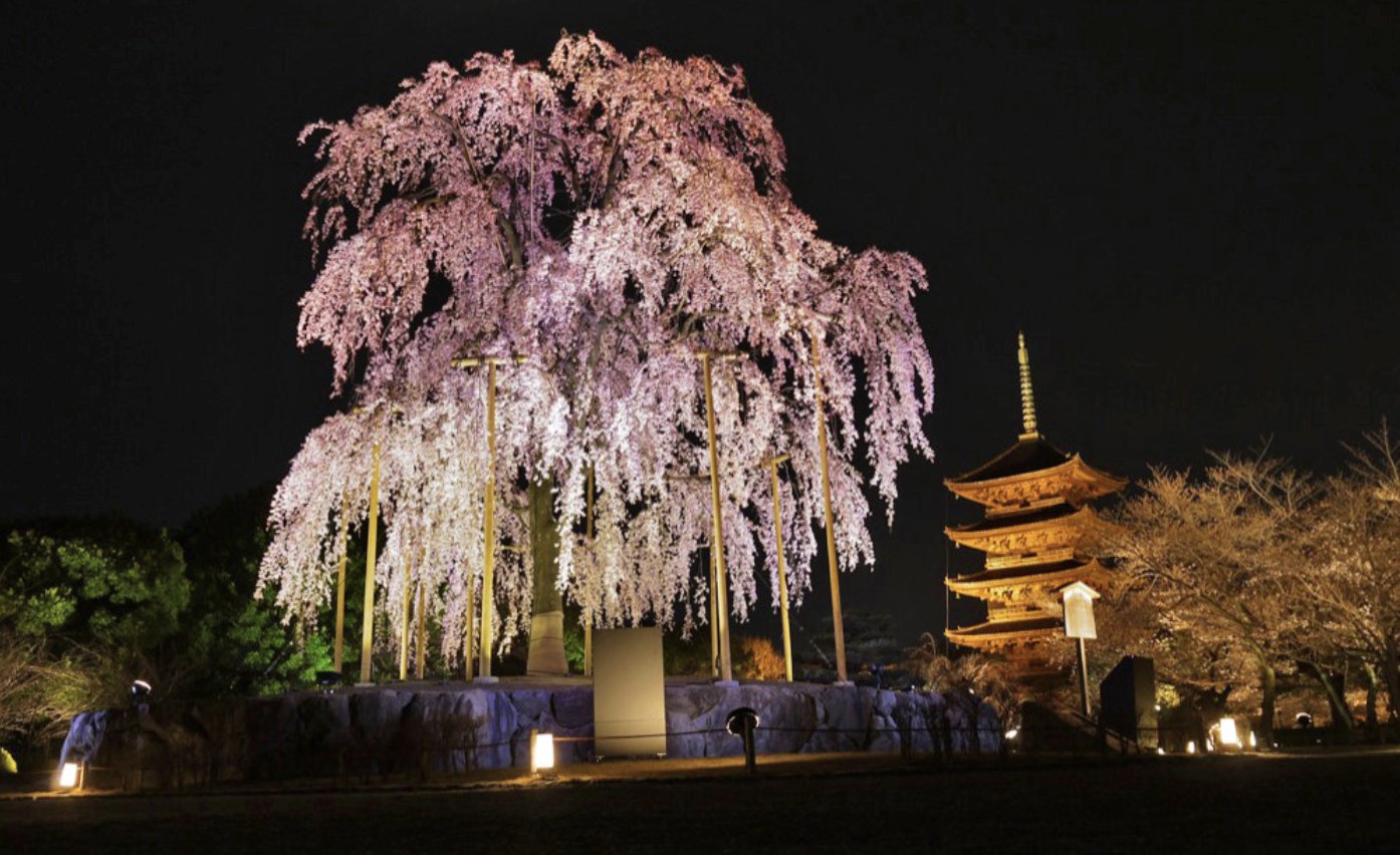 ⛩️ 교념사 (쿄넨지) 이미지 5